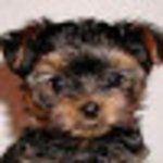 Bamboo Garden Dining Room